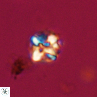 Micula vekshinae VR 22343