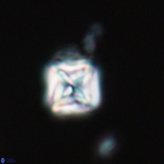 Micula vekshinae 15605