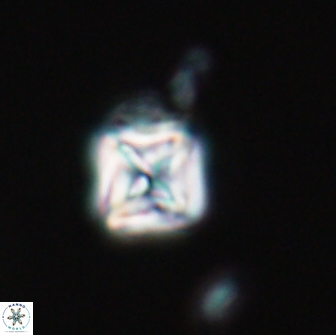 Micula vekshinae 15605