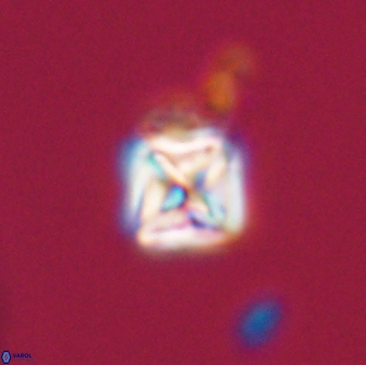 Micula vekshinae 15607