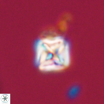 Micula vekshinae 15607