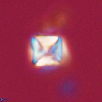Micula vekshinae 15608