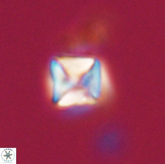 Micula vekshinae 15608