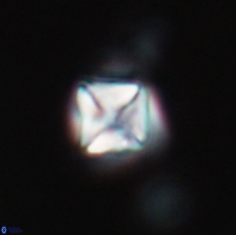 Micula vekshinae 15609