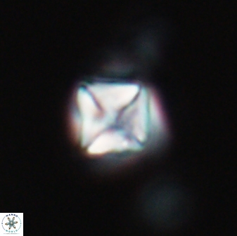 Micula vekshinae 15609