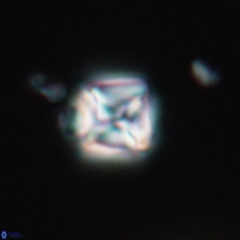 Micula vekshinae 15614