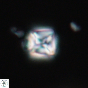 Micula vekshinae 15614