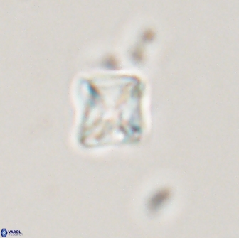 Micula vekshinae 15616
