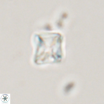 Micula vekshinae 15616