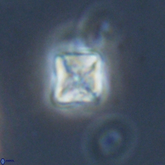 Micula vekshinae 15617