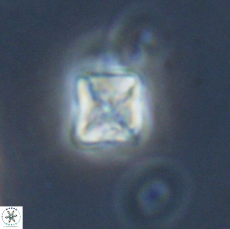 Micula vekshinae 15617