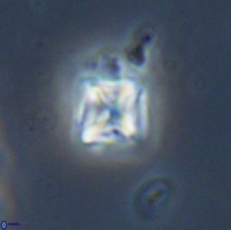 Micula vekshinae 15618