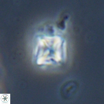 Micula vekshinae 15618
