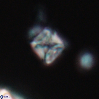 Micula vekshinae 15610