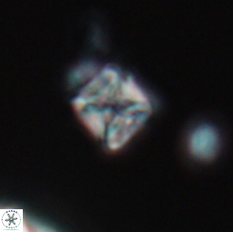 Micula vekshinae 15610