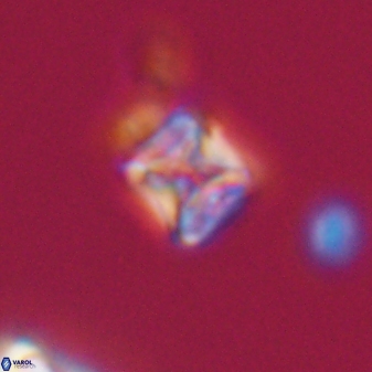 Micula vekshinae 15611