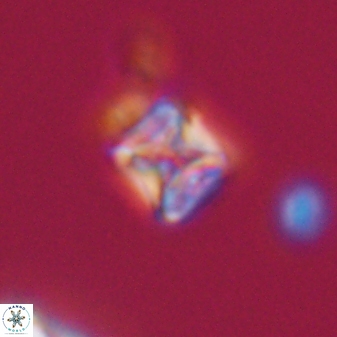 Micula vekshinae 15611