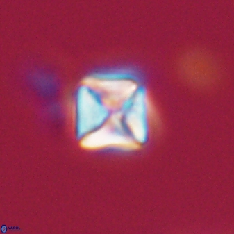 Micula vekshinae 15612