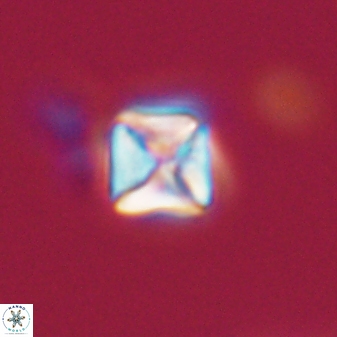 Micula vekshinae 15612