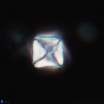 Micula vekshinae 15613