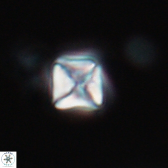 Micula vekshinae 15613