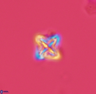 Micula vekshinae 3304