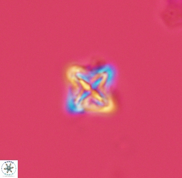 Micula vekshinae 3304