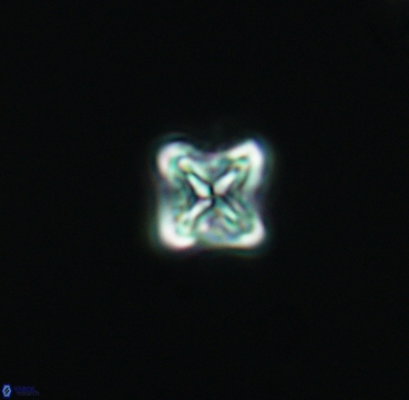 Micula vekshinae 3305