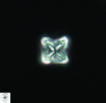 Micula vekshinae 3305
