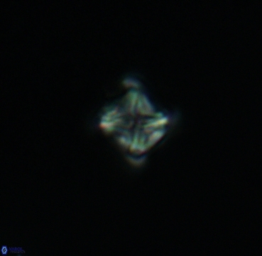 Micula vekshinae 3306