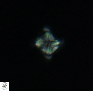Micula vekshinae 3306