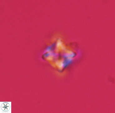Micula vekshinae 3307