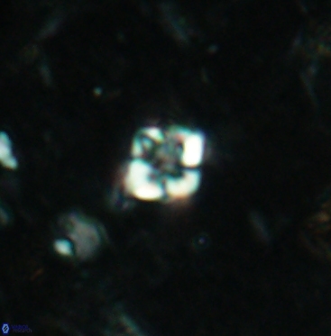 Micula vekshinae 6060