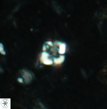 Micula vekshinae 6060