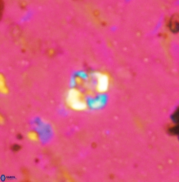 Micula vekshinae 6061