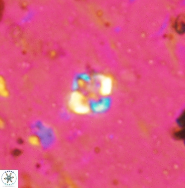 Micula vekshinae 6061