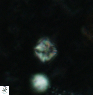 Micula vekshinae 6062