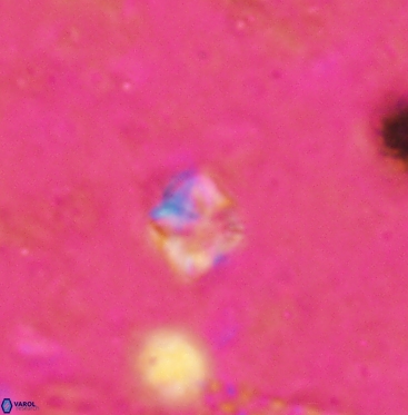 Micula vekshinae 6063