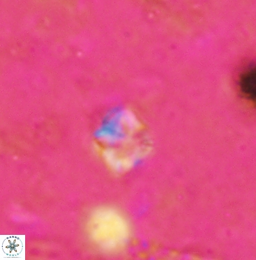Micula vekshinae 6063