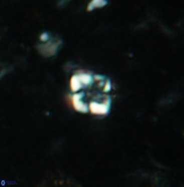Micula vekshinae 6064