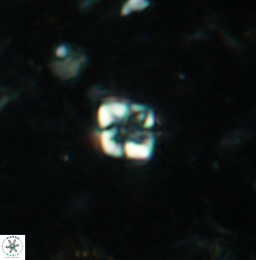 Micula vekshinae 6064