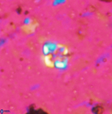 Micula vekshinae 6065