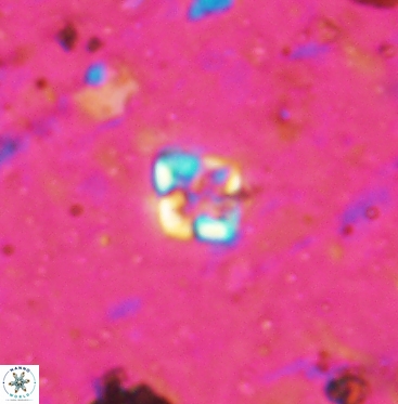 Micula vekshinae 6065