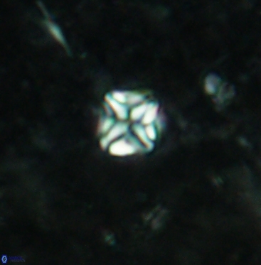 Micula vekshinae 6066