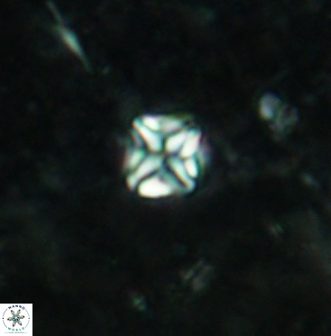 Micula vekshinae 6066