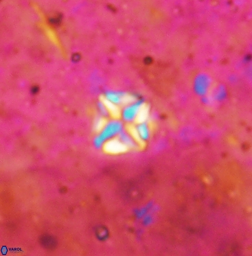 Micula vekshinae 6067