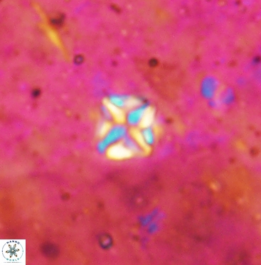 Micula vekshinae 6067