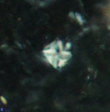 Micula vekshinae 6069