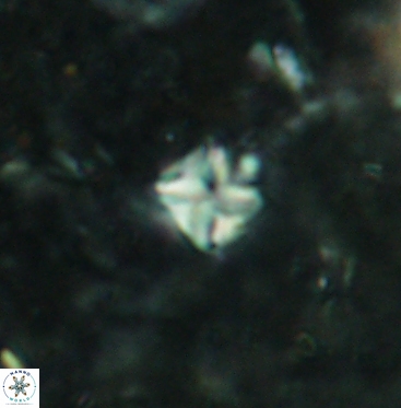 Micula vekshinae 6069