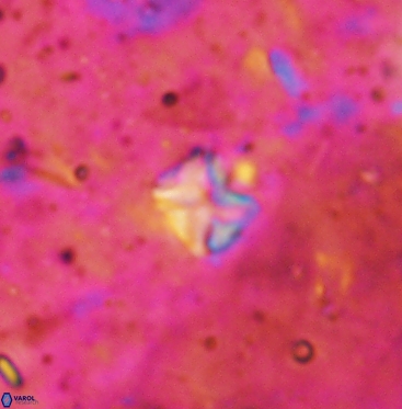 Micula vekshinae 6070